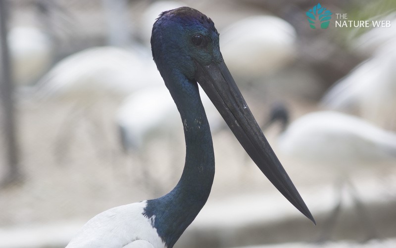 Black-necked Stork